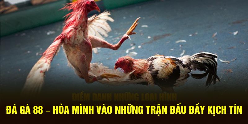 Đá gà 88 hòa mình vào những trận đấu hấp dẫn