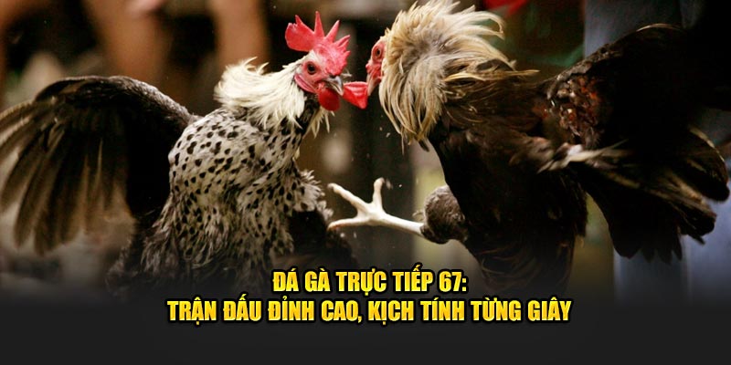 Đá gà trực tiếp 67 đỉnh cao của chọi kê