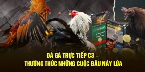 Đá gà trực tiếp C3 các cuộc chiến đấu nảy lửa