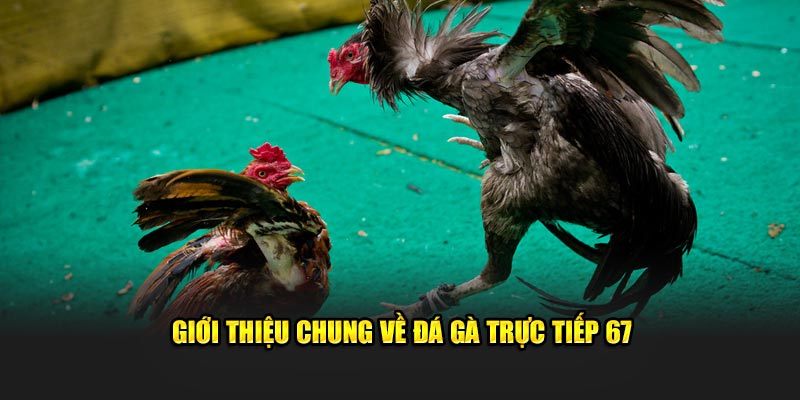 Giới thiệu tổng quan đá gà trực tiếp 67