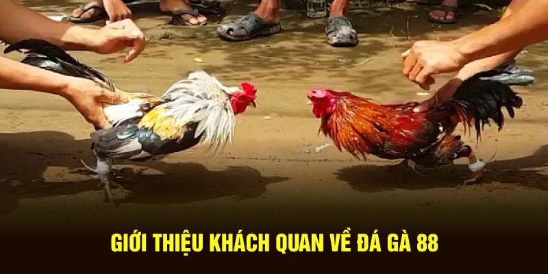 Giới thiệu khách quan về đá gà 88 