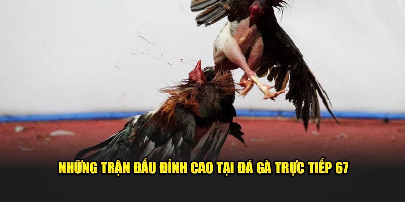 Những trận đấu đá gà trực tiếp 67 đỉnh cao